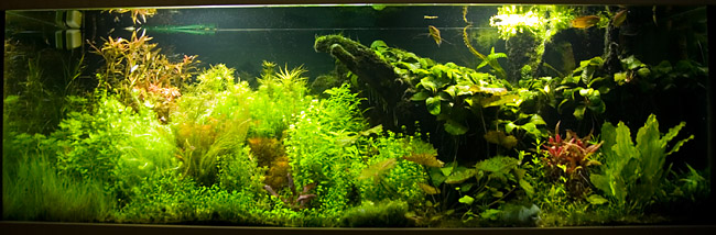 akvarium