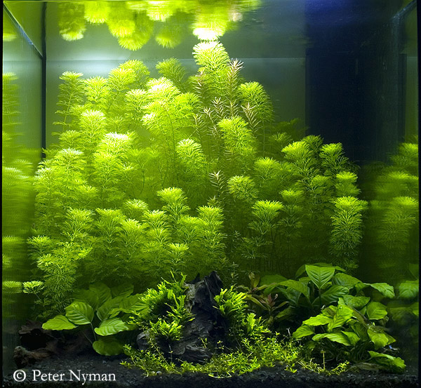 akvarium