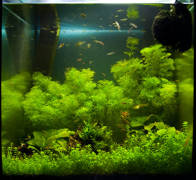 akvarium