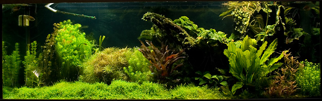 akvarium