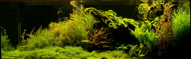 akvarium