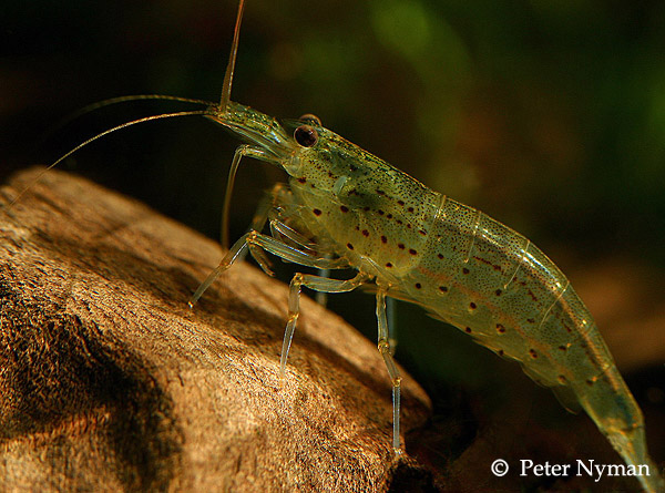 Caridina Japonica