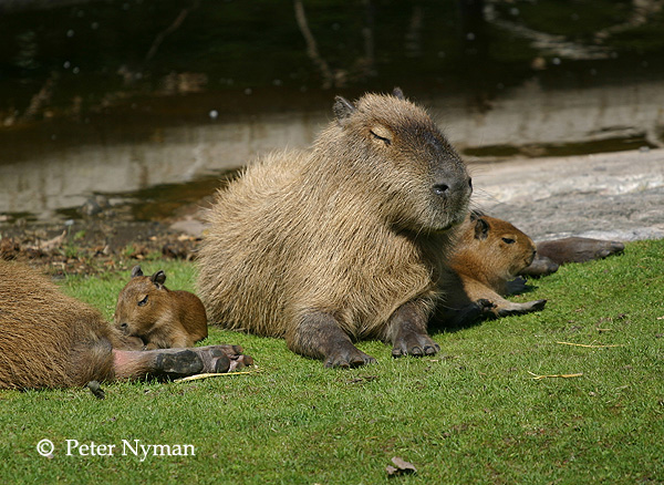 http://www.pny.se/djurparker/kolmarden/IMG_6715b600.jpg