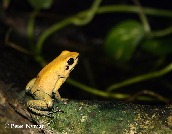 Poison Dart Frog