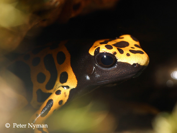 Poison Dart Frog