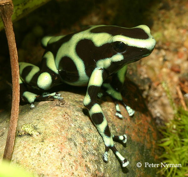 Poison Dart Frog