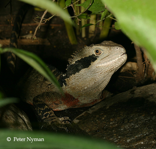 reptile