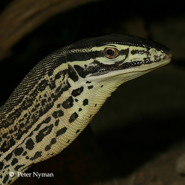 reptile